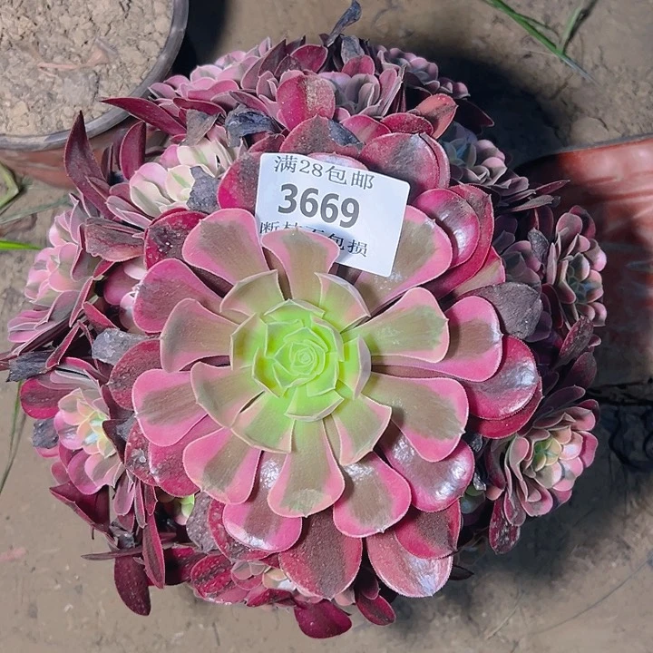 无花朵3669美杜莎多肉植物2号