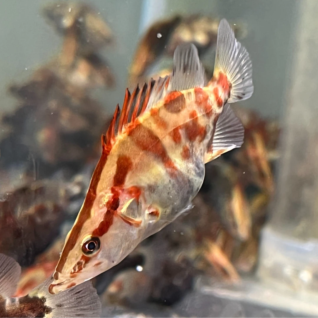 【5-8厘米】鳜鱼  苗大型鱼观赏鱼