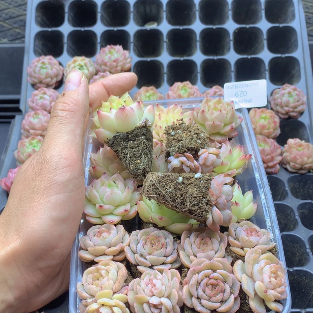 反反复复还是很开心的029