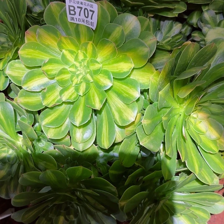 不***?多肉 五彩琉璃多肉法师