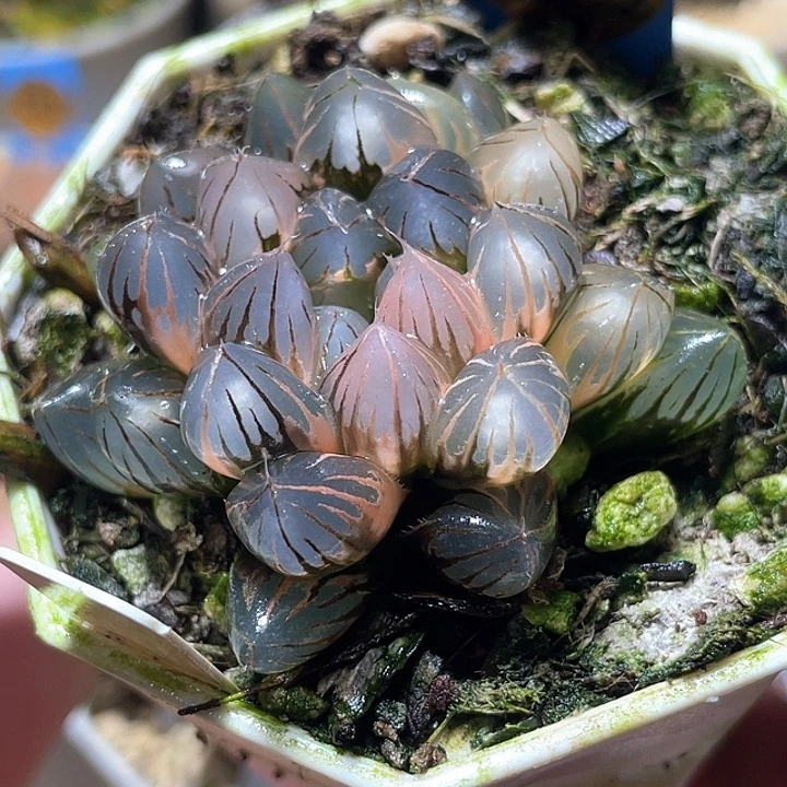 857霓虹灯锦特选福利