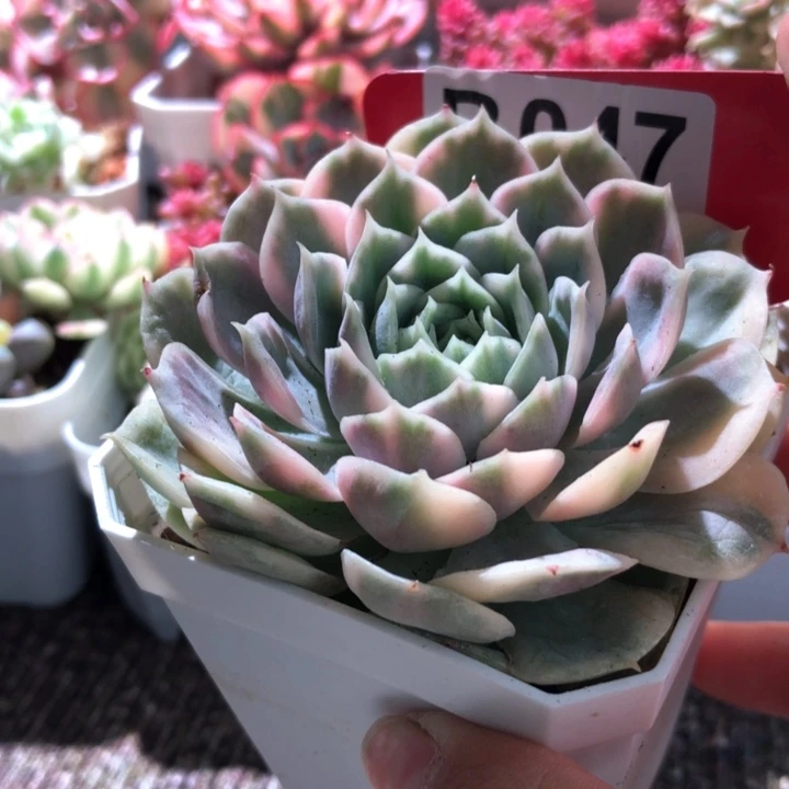 圆叶昂斯诺覆轮锦有根