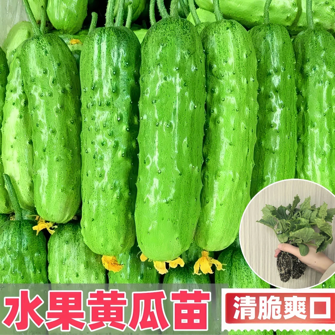 东北小黄瓜苗旱黄瓜苗新鲜新鲜水果蔬菜苗盆栽蘸酱菜绿植青瓜苗