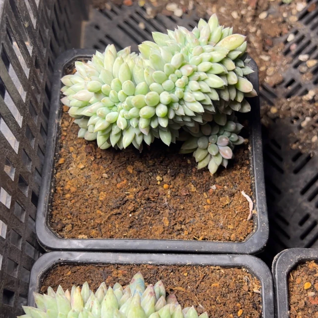 【闪购商品】所罗门缀多肉58