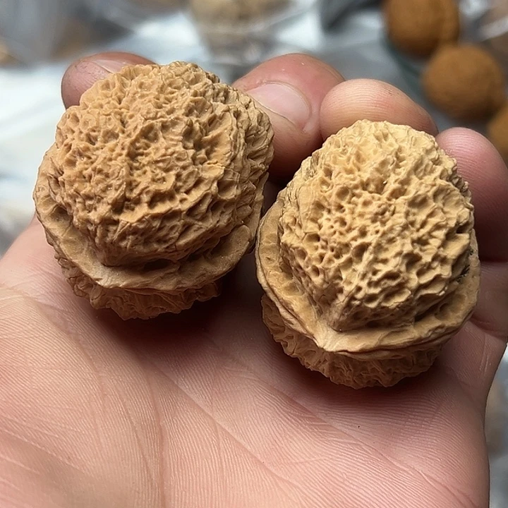 核桃50号蚂蚁窝39尺