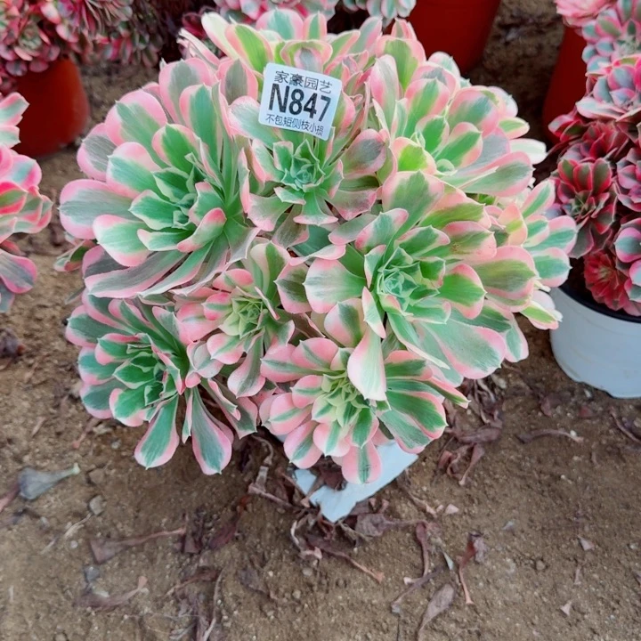 847白凤官服30左右2