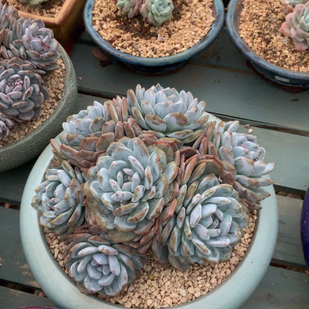 无花朵小黄人花花花花花花花花花
