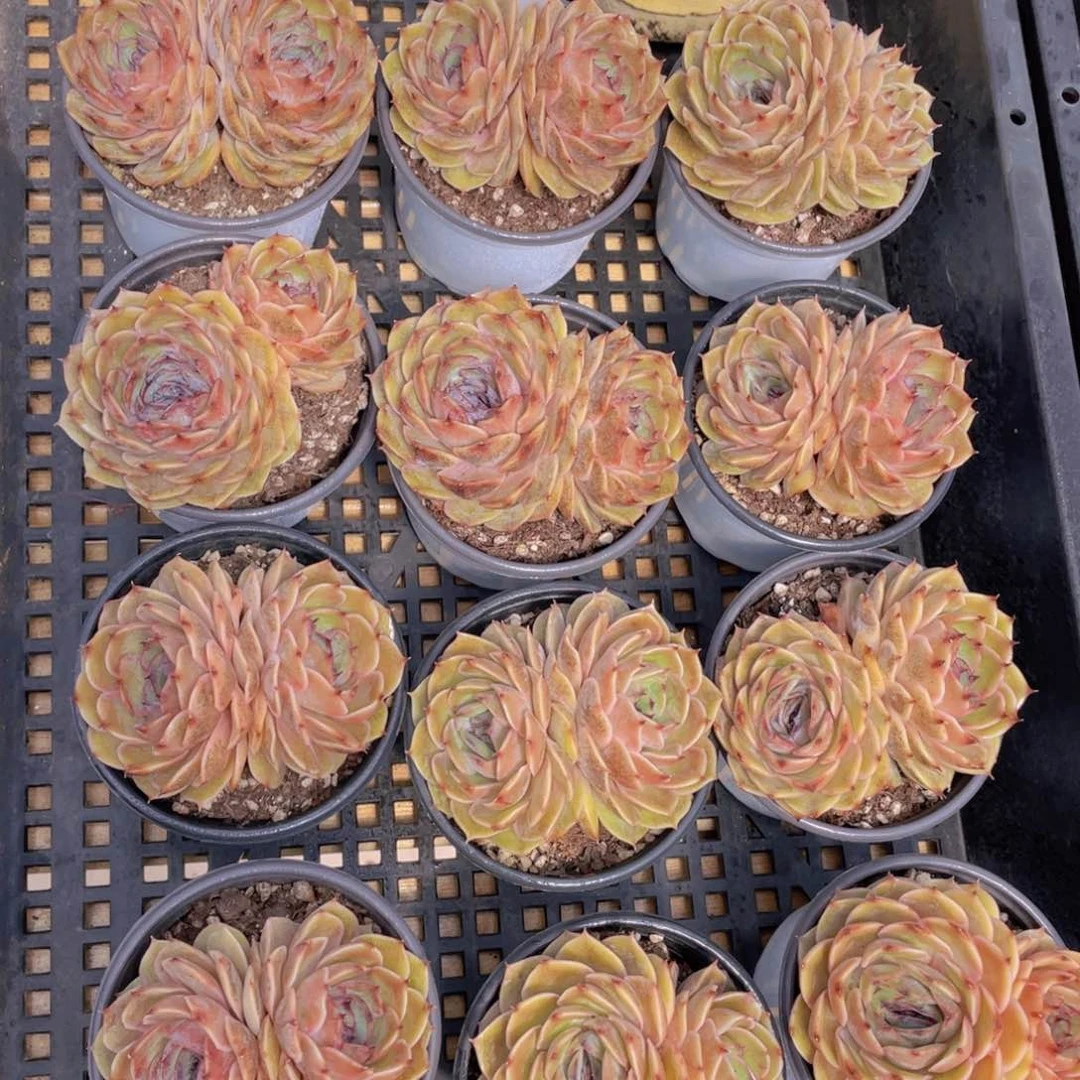 量拍25号 糖心昂斯诺大双头一个