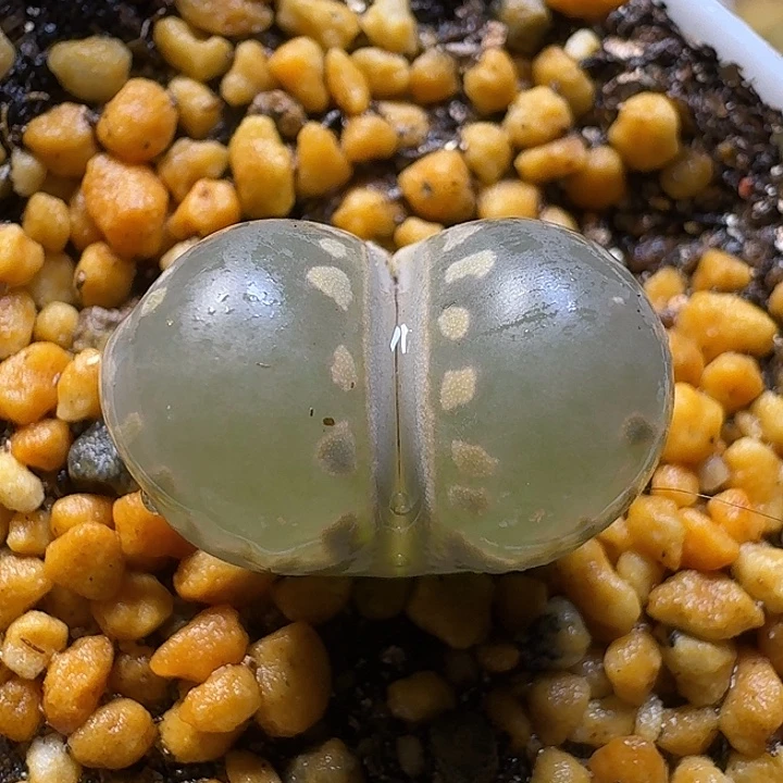 生石花111112。  123