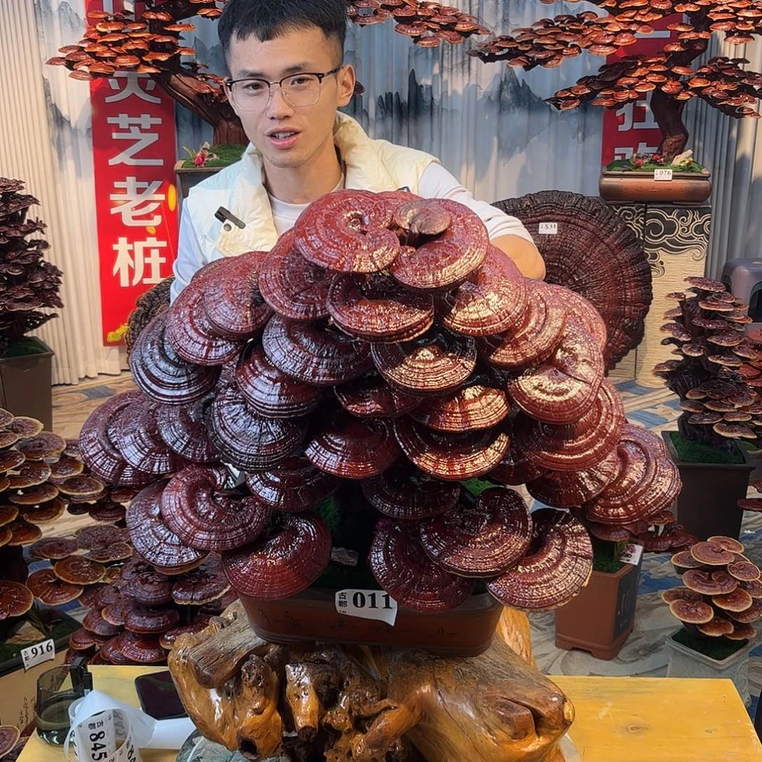 无花朵888888888888888