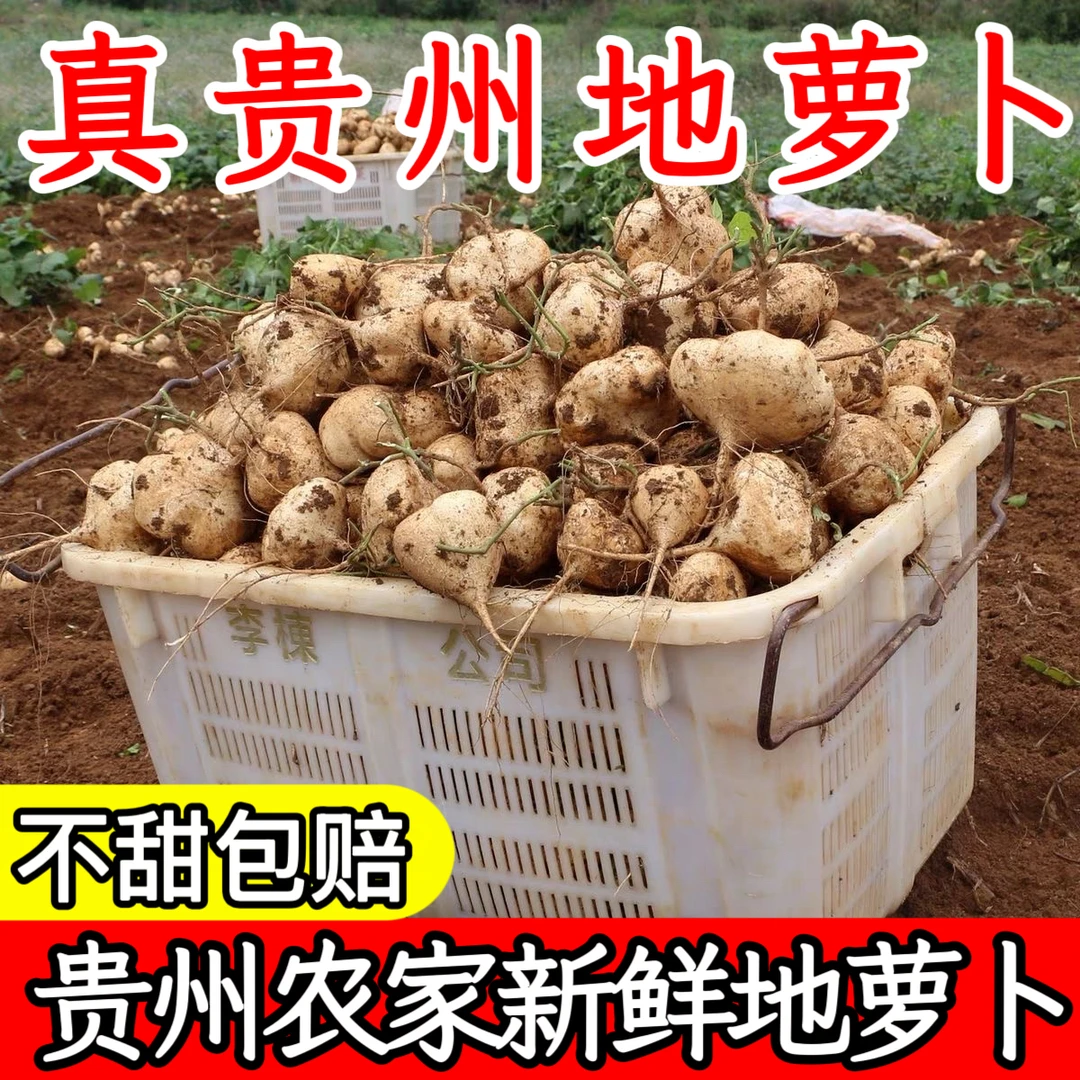 【贵州沙土地萝卜】新鲜凉薯超甜地瓜农家水果蔬菜生吃即食沙葛豆薯