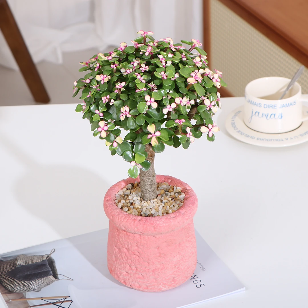 【喜阳】金枝玉叶老桩棒棒糖盆栽室内阳台办公室喜阳好养花卉绿植物