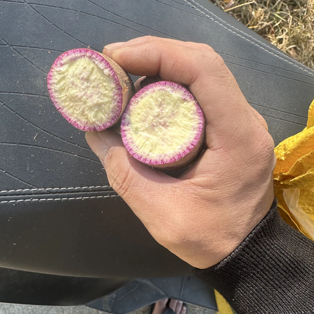 陆丰甲东沙地冰淇淋红薯一点红番薯农家自种新鲜现挖粉糯香甜地瓜