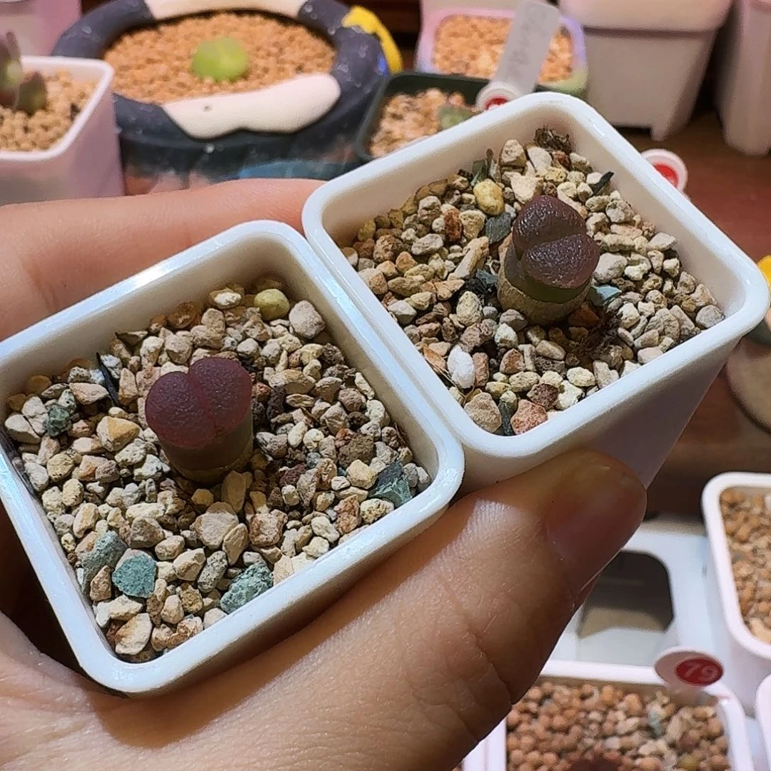 无花朵意*.多肉植物风铃