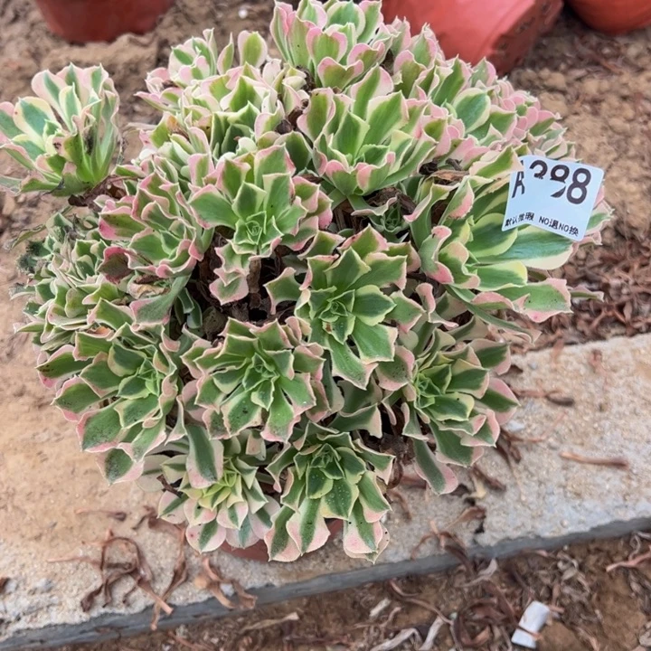 白凤砍头桩多肉植物388.