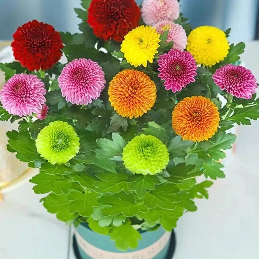 七彩乒乓菊盆栽四季开花耐热好养带花苞室内外阳台花卉植物