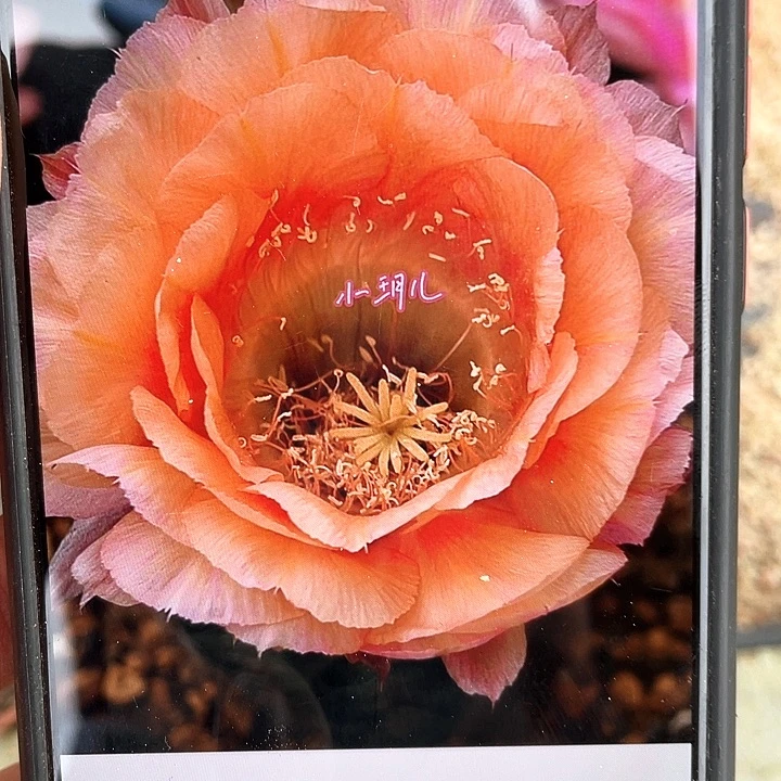 国色自根4公分左右