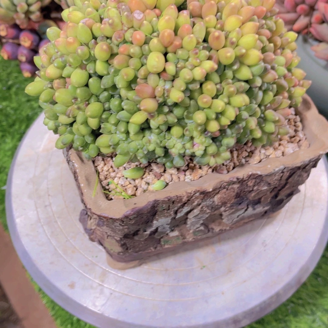 ****歌多肉植物保护研究所所长的