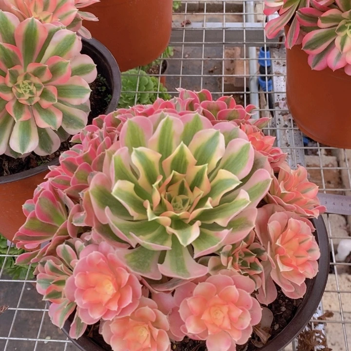 闪购法师1棵粉女巫法师