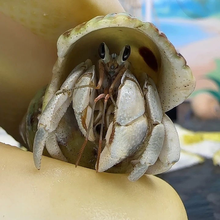 A79浅绿 灰白1.3cm口径