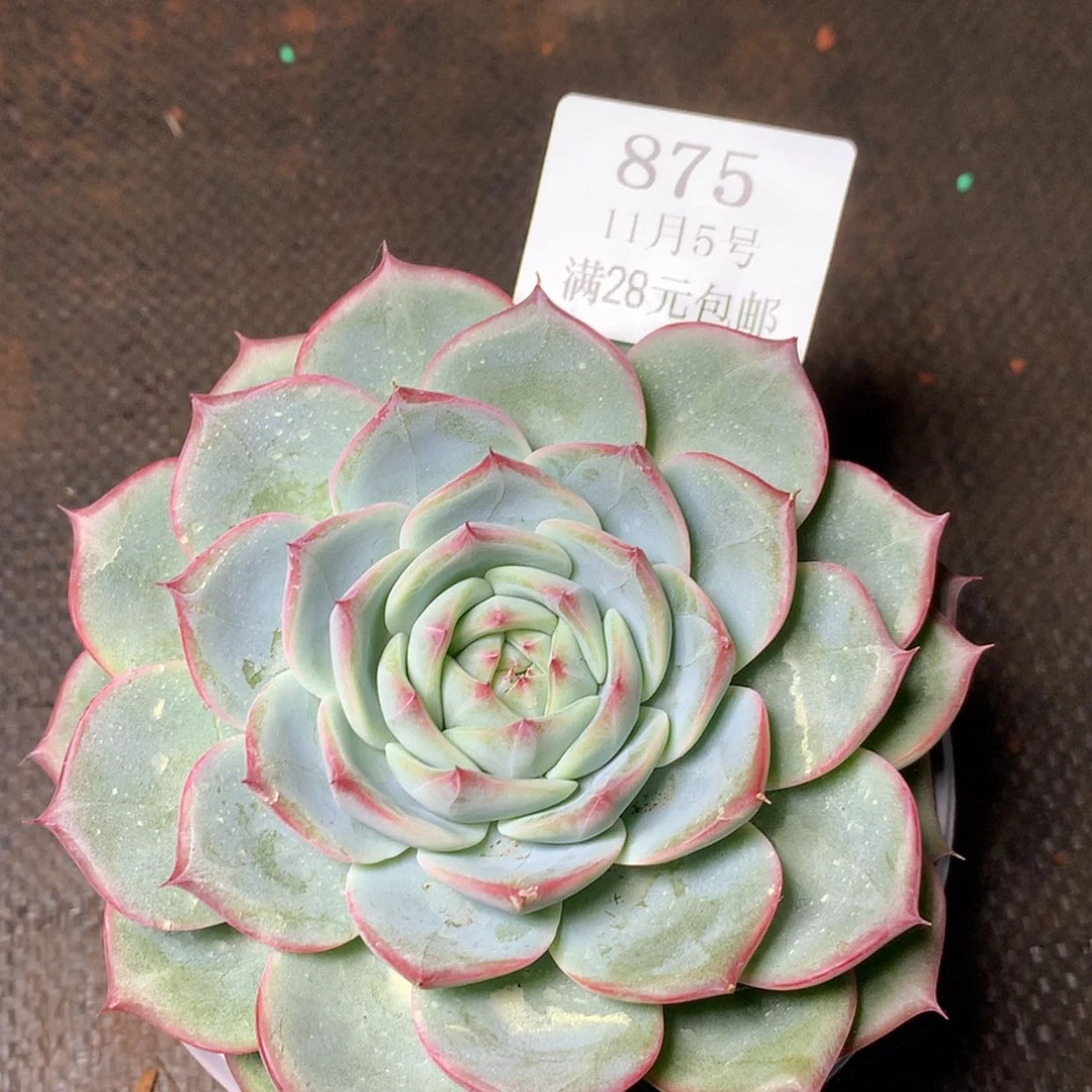 【闪购商品】云875号