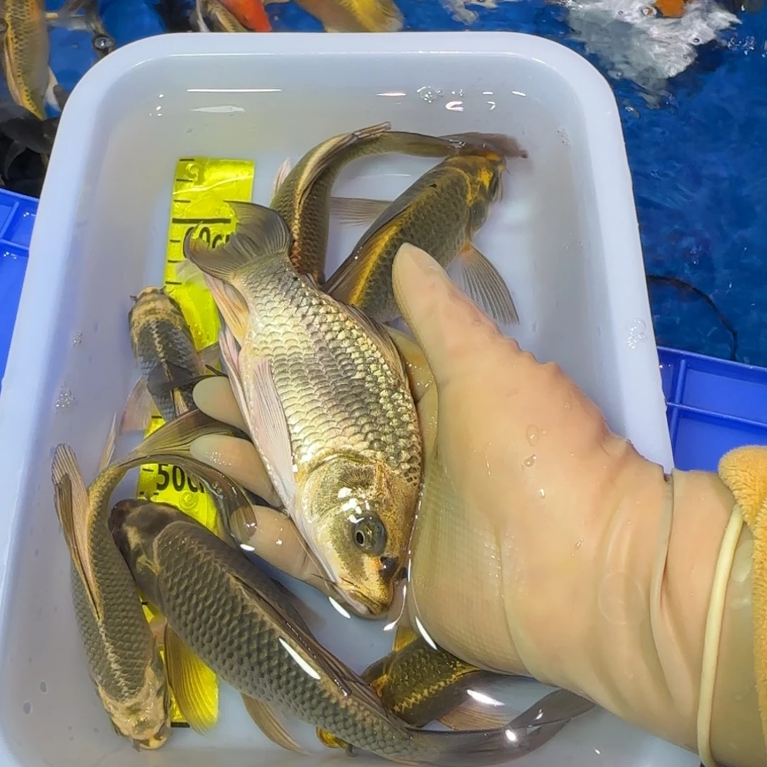 中国大陆蝴蝶鲤一条熊猫