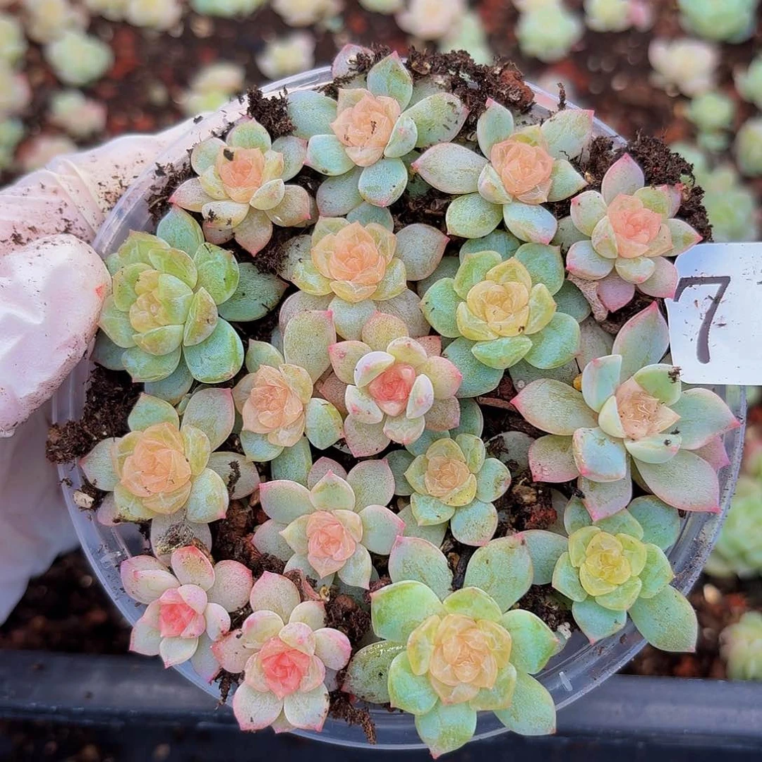 多肉植物多肉植物71