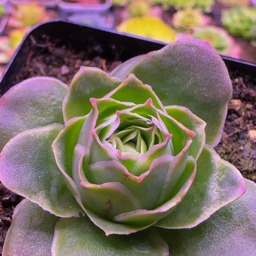 夏黎单头11353535683539