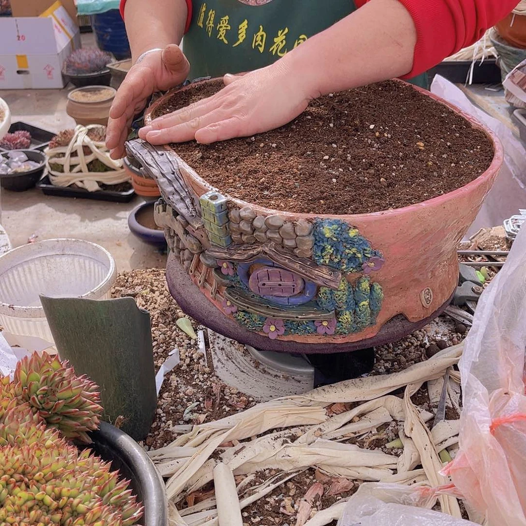 海*多肉花盆海姐漂亮