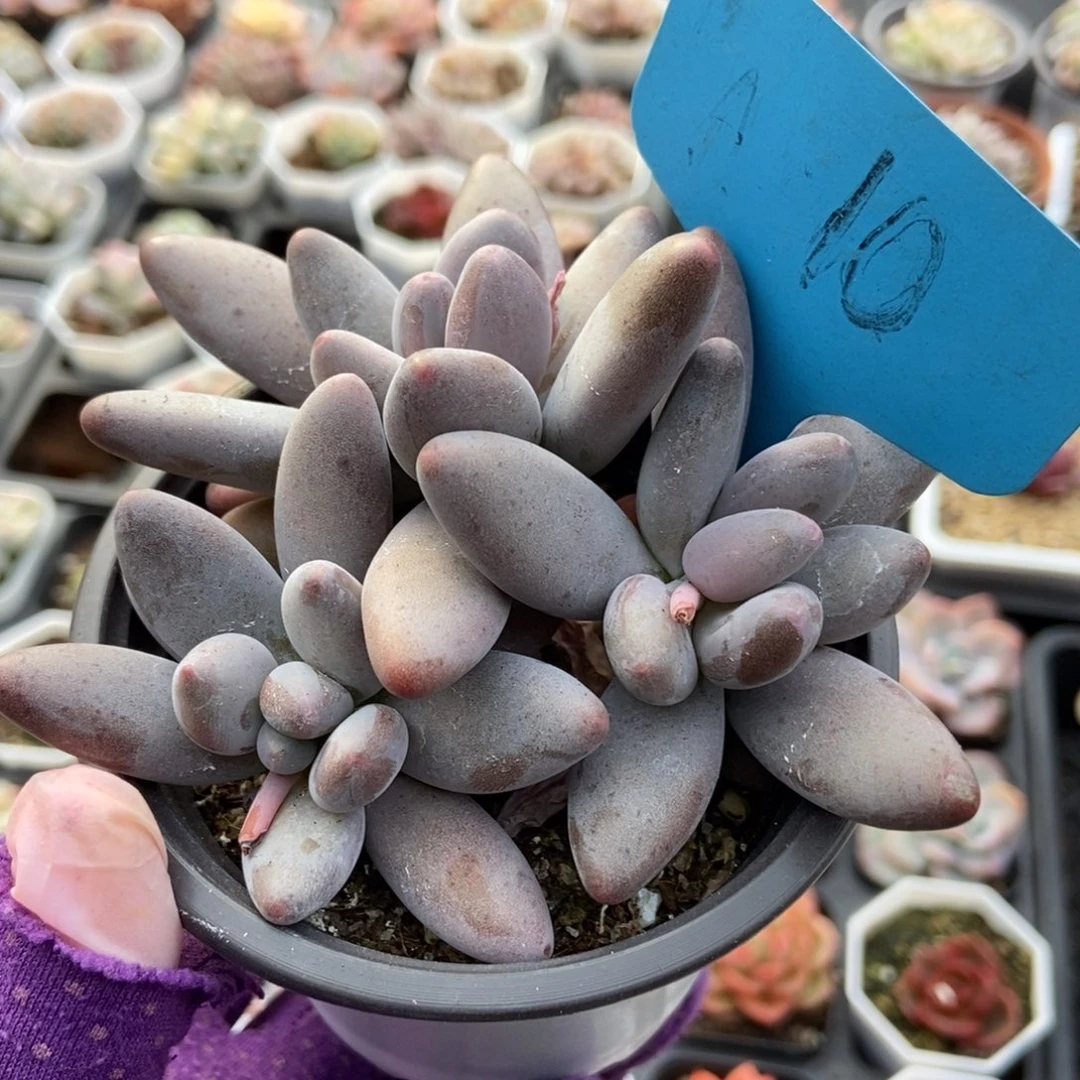 10白兰地多肉植物保护