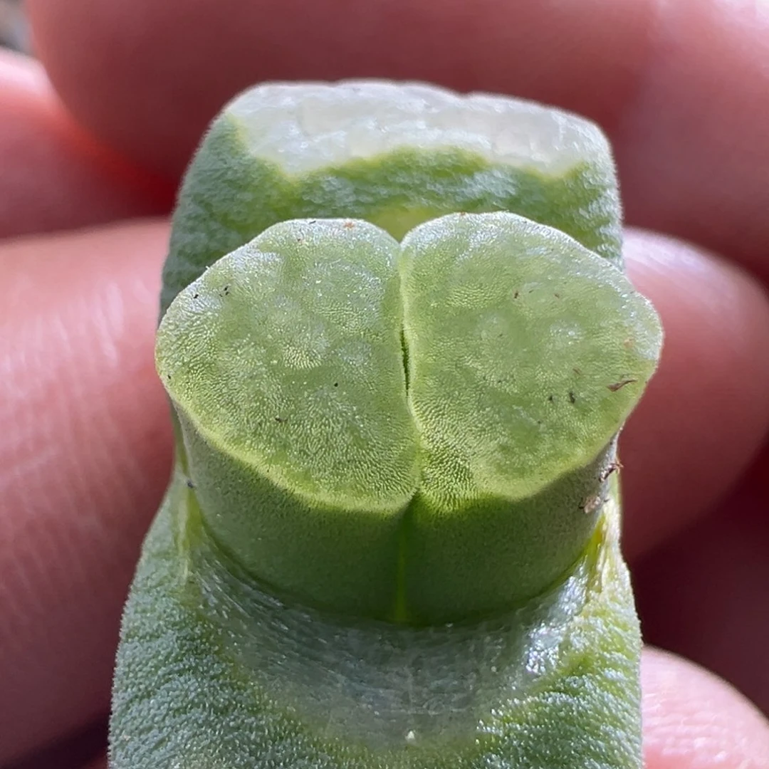 360。青蛙优选2151雪花窗