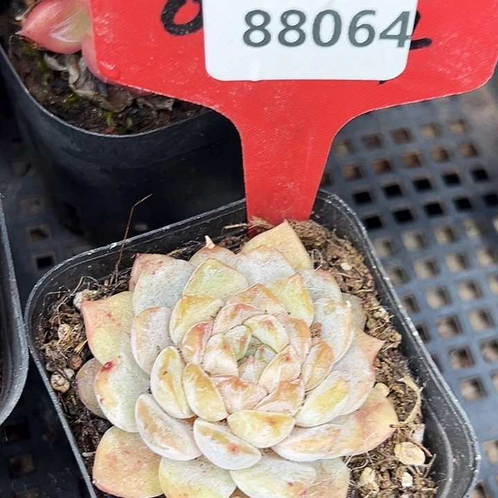 糖心   88064号