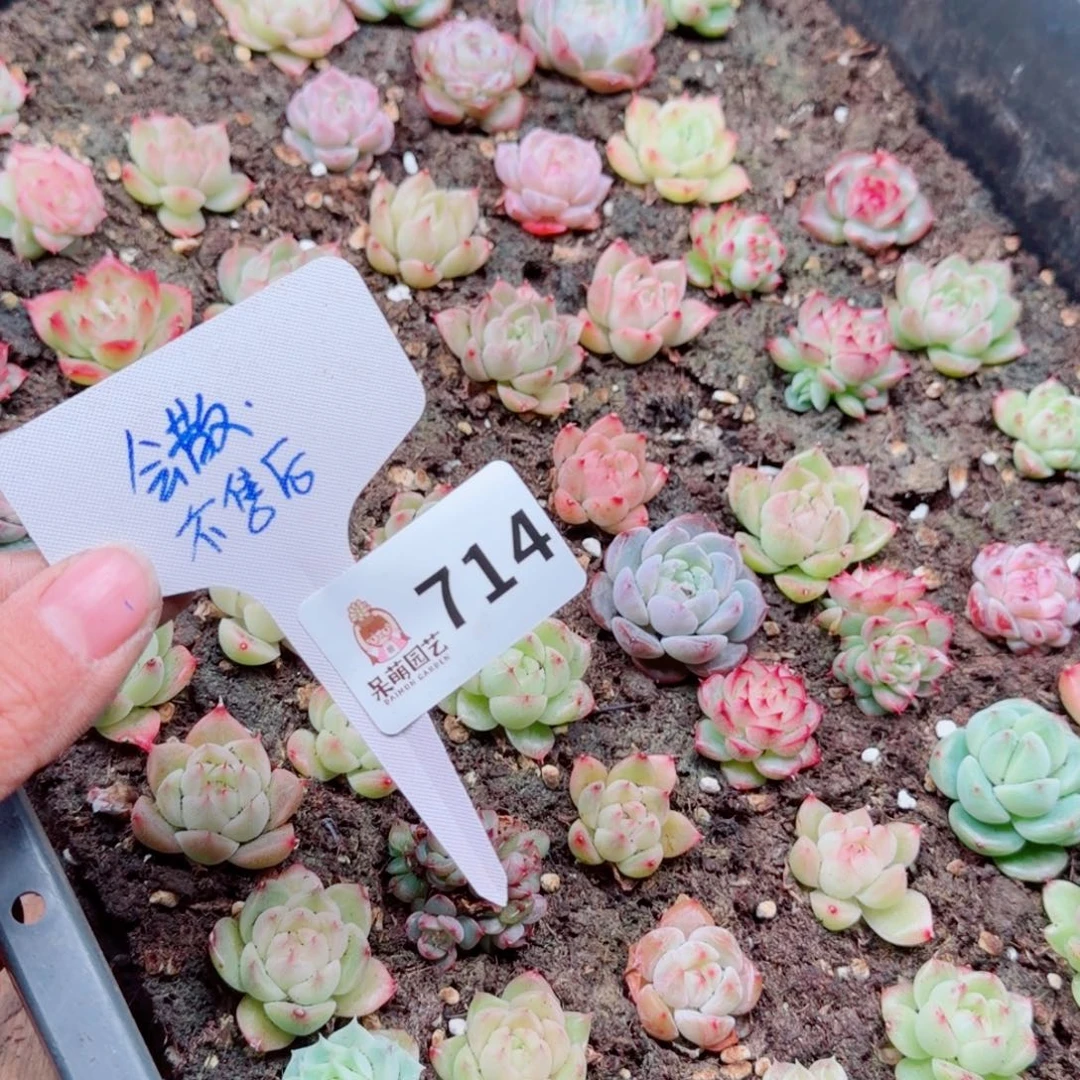 多肉植物多肉植物