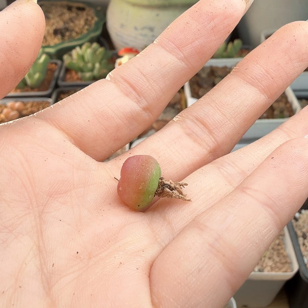 月****）2.7.45/疤特拉登/多肉植物