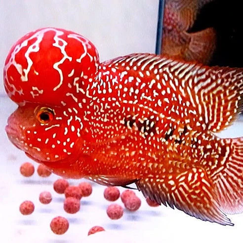 精品爆头罗汉专用饲料链接