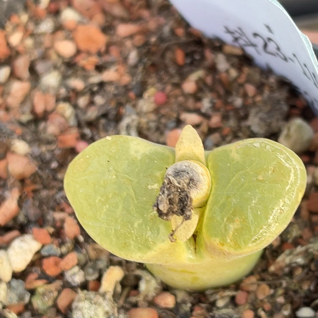 23-119风铃多肉植物