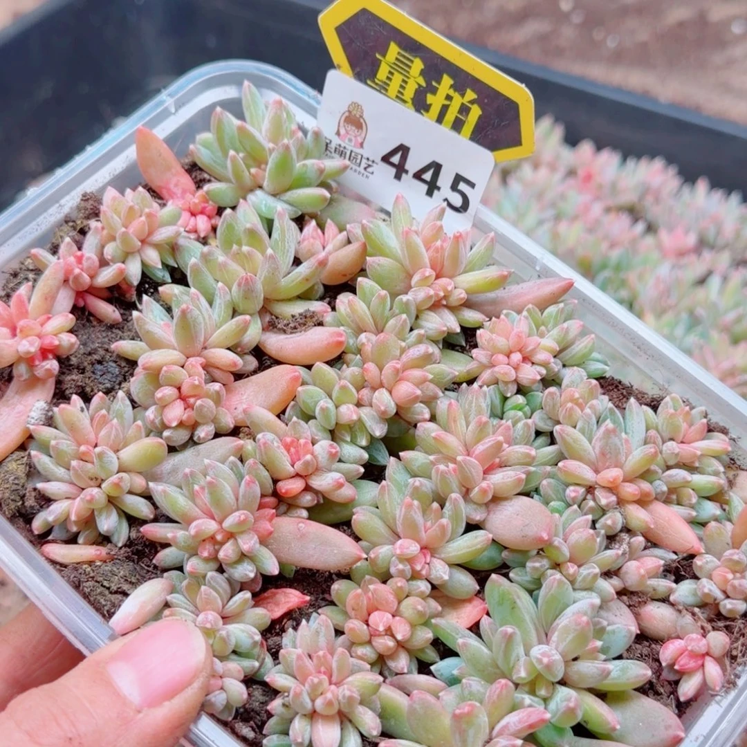 多肉植物多肉植物