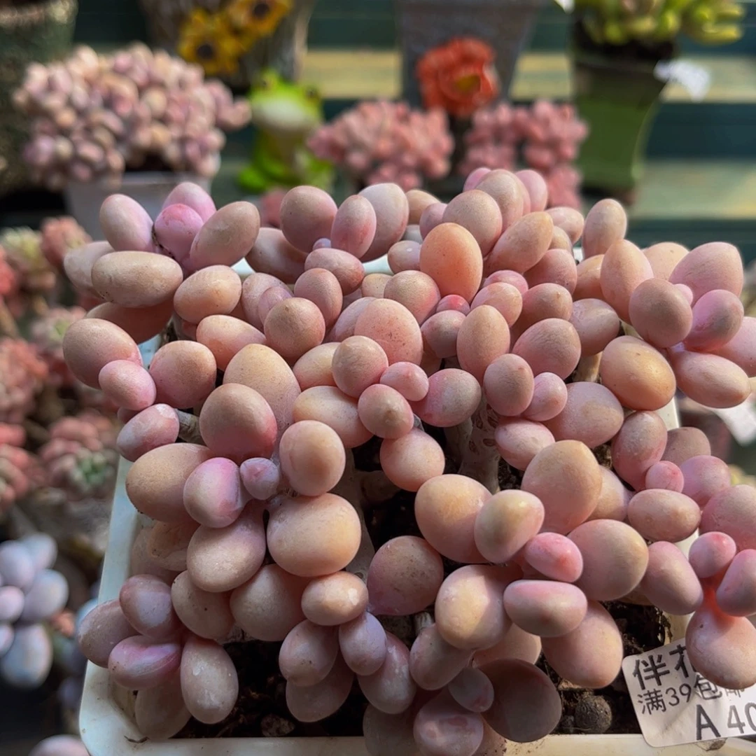 400糖果桃蛋12cm多肉