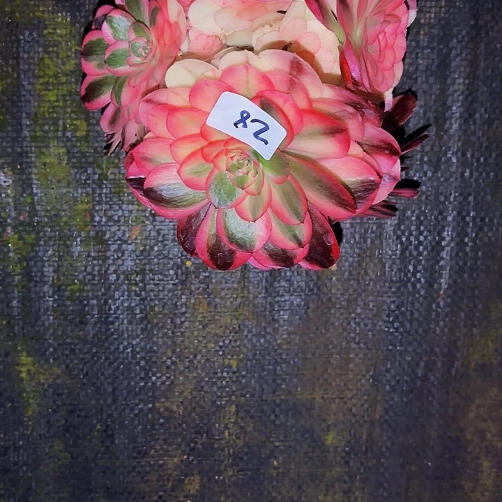 上****赞28多肉植物植物植物植物