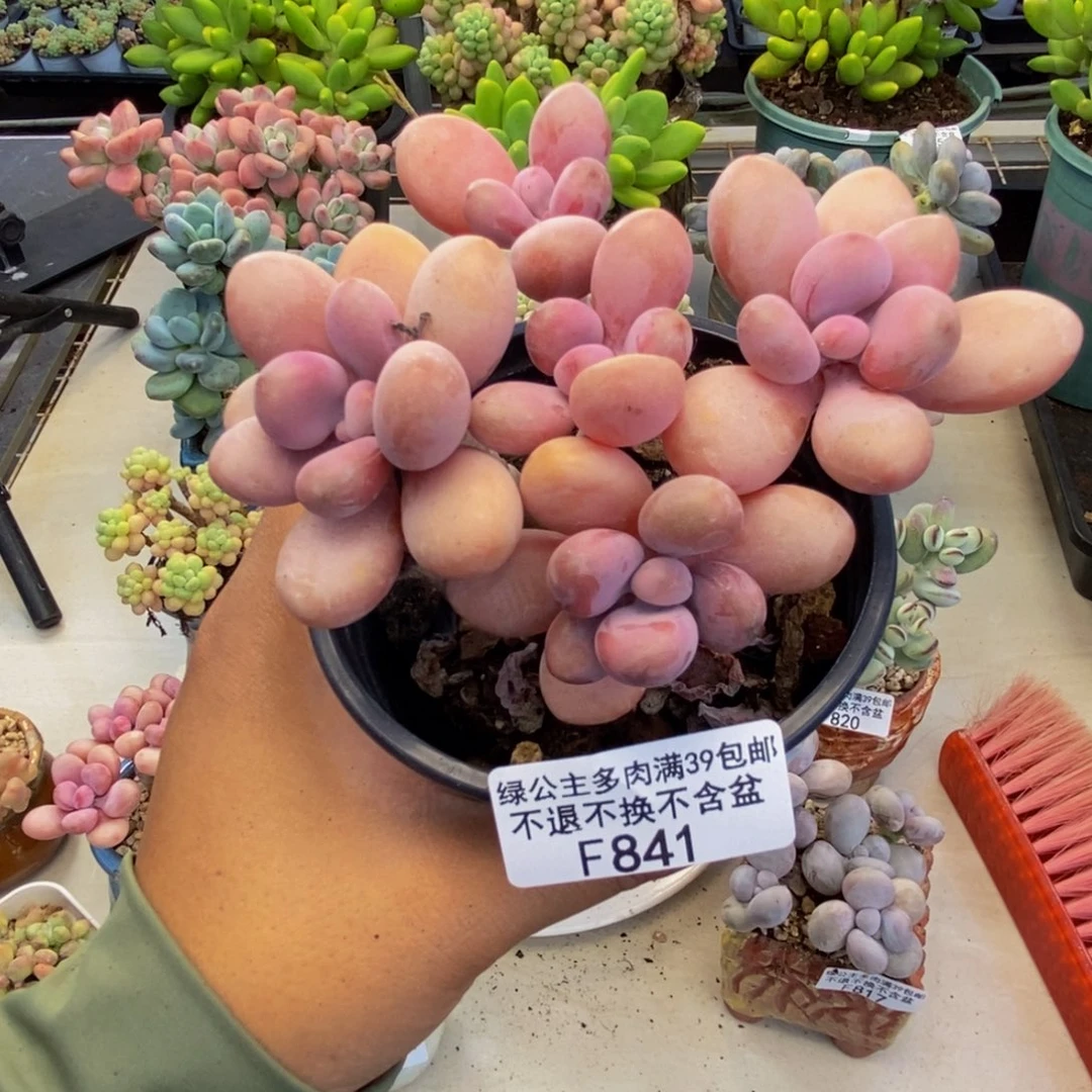 841糖果桃蛋多肉8c m