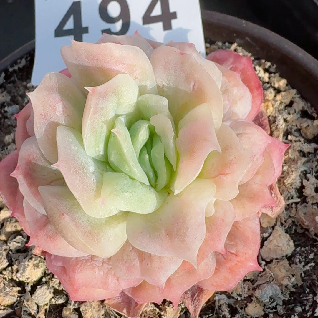 泡泡珍纱裙         精品多肉