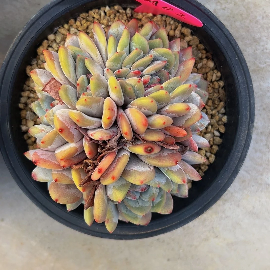 陈**~a a a s s s s a a a a 02