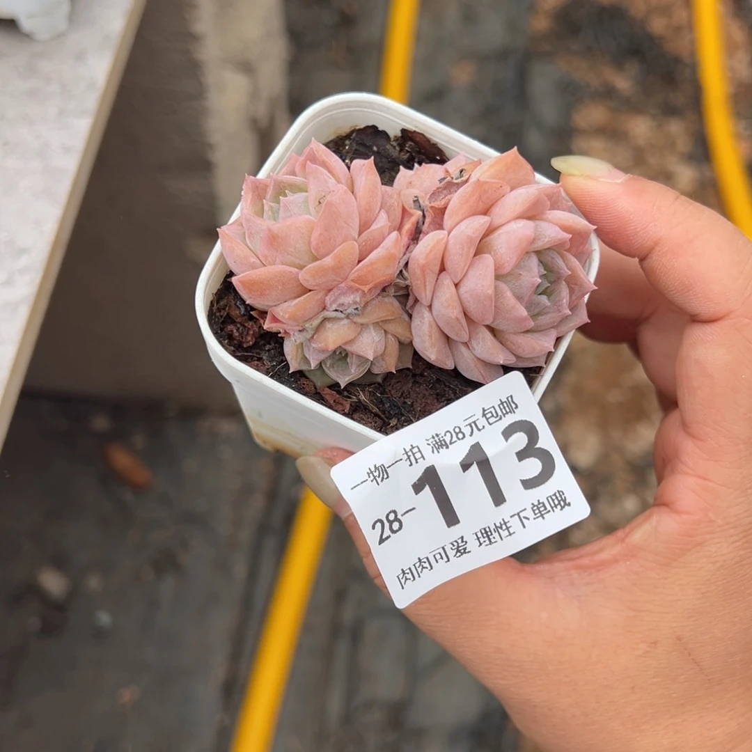 纯爱不包整多肉多肉多肉多肉