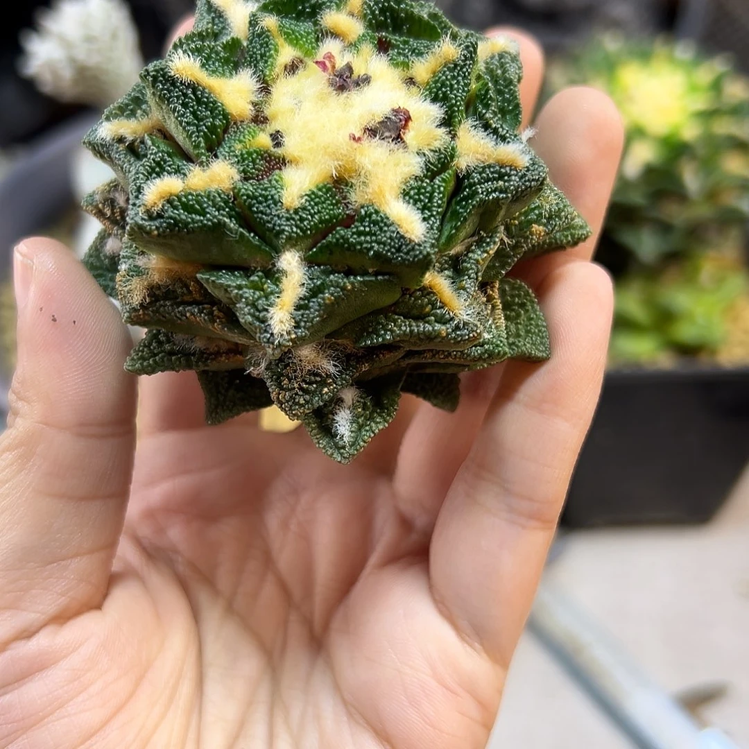 晚15号苗接螺旋辛盾无根7公分