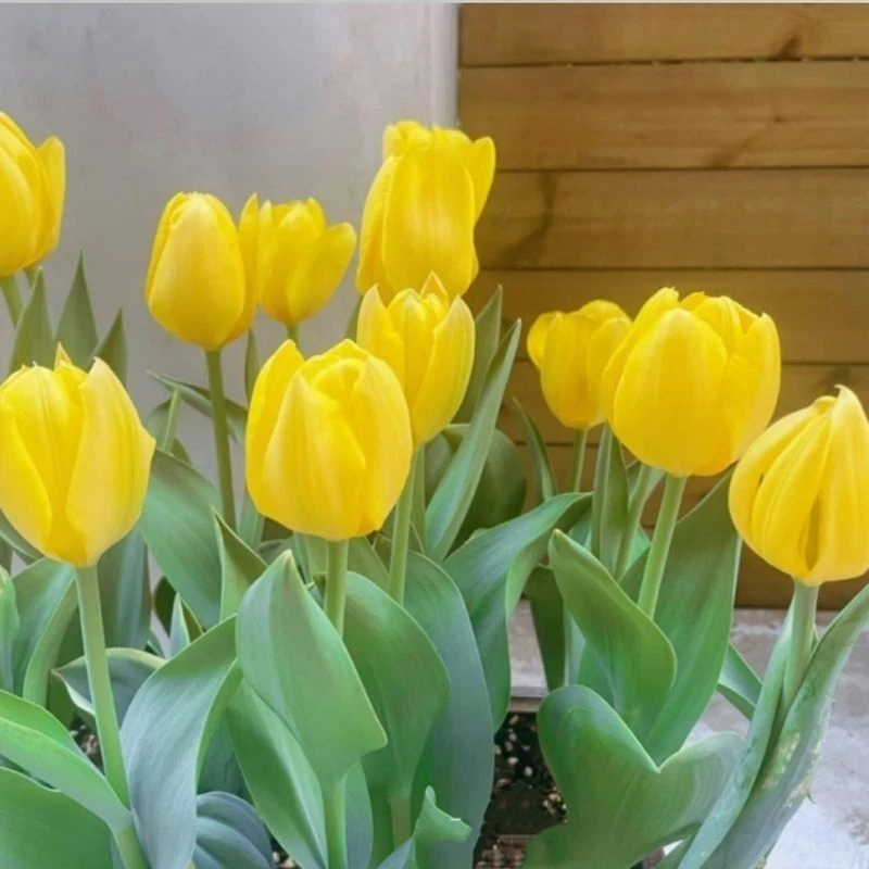 荷兰进口郁金香种球耐寒易活花卉阳台盆栽不带盆水培土培均可种植