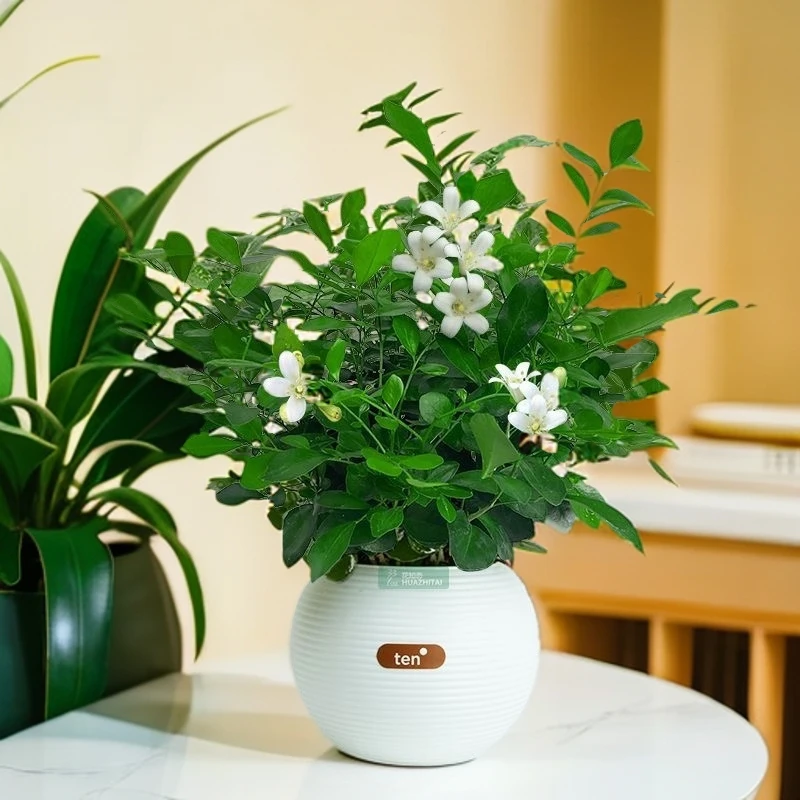 九里香室内桌面盆栽可开花卉净化空气美观好养护