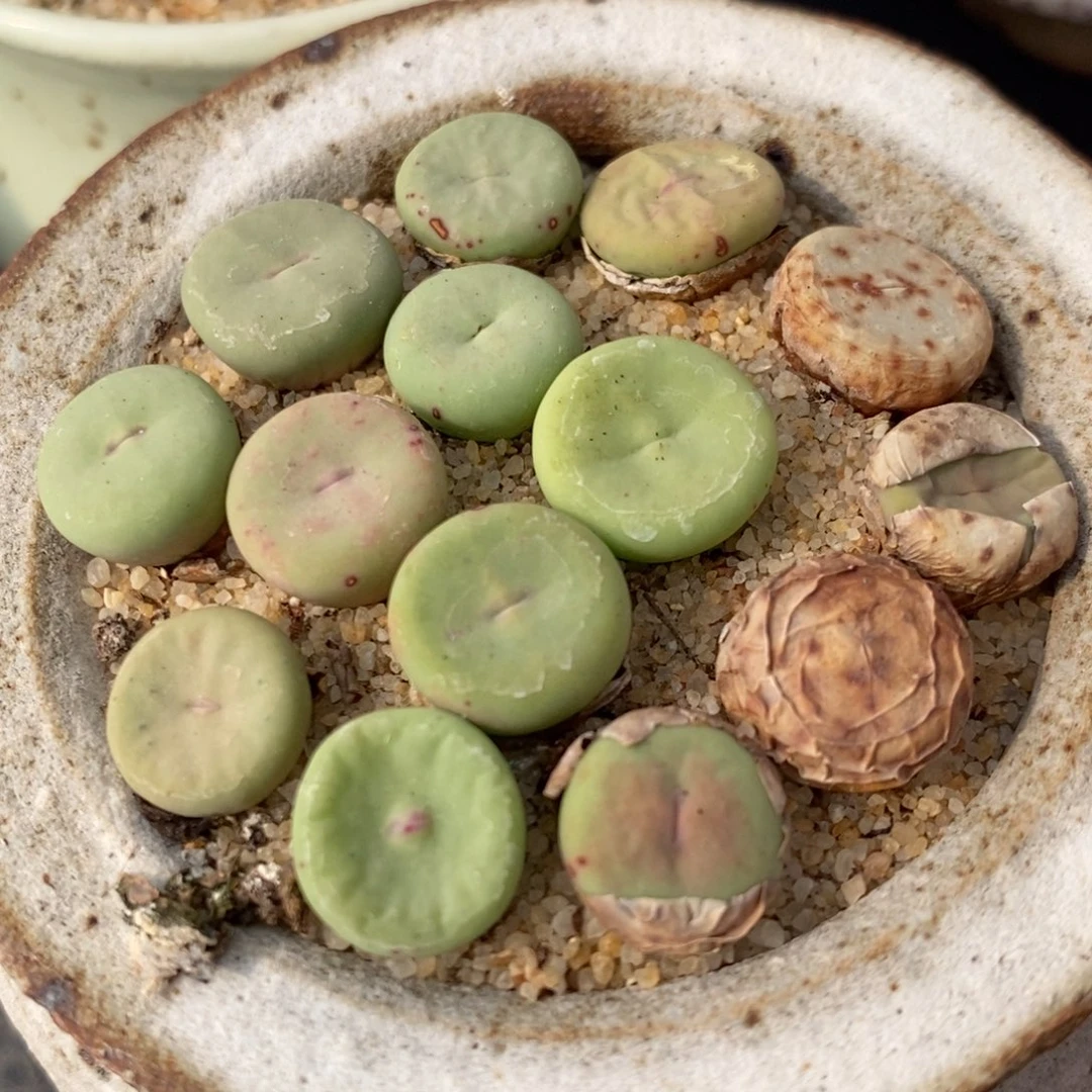 大型小红嘴2颗一组