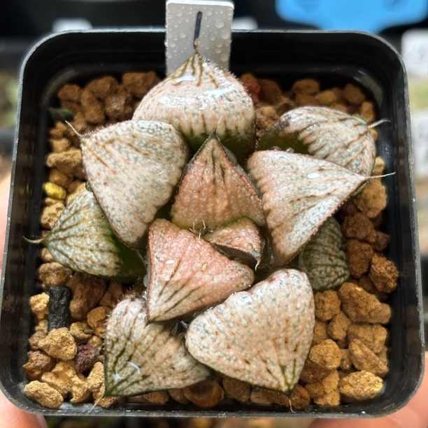 29号武士红优选一物一拍带盆3月1号更新