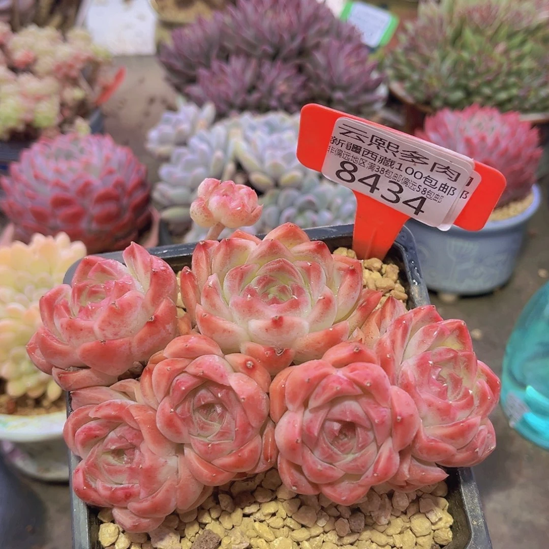 8434非牡丹。