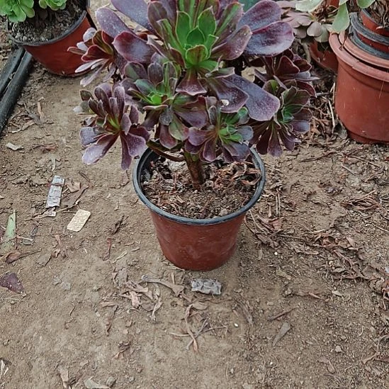 欧若拉加急发货33